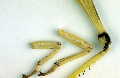 Locust leg spines